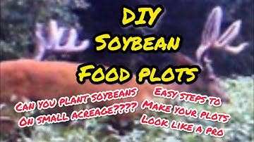 DIY soybean food plot for whitetail deer hunting. #deer #foodplots #deerhunting #bucks #howto #diy