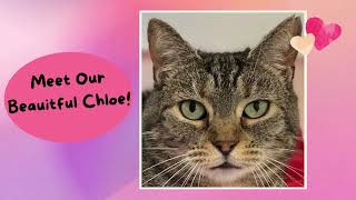 Meet Our Beautiful Chloe! Meet Chloe Who Is Up For Adoption At The Lincoln County Humane Society