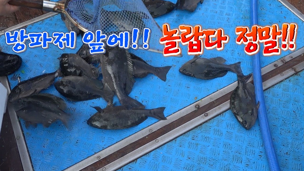 돈으로도 살수없는 최고급어종!! 방파제에 득실득실하다!(노딱으로재업)/ The sea bream continues to be caught next to the breakwater.