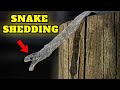 How long does it take for a snake to shed - How long does it take for a snake to shed - Known Pets