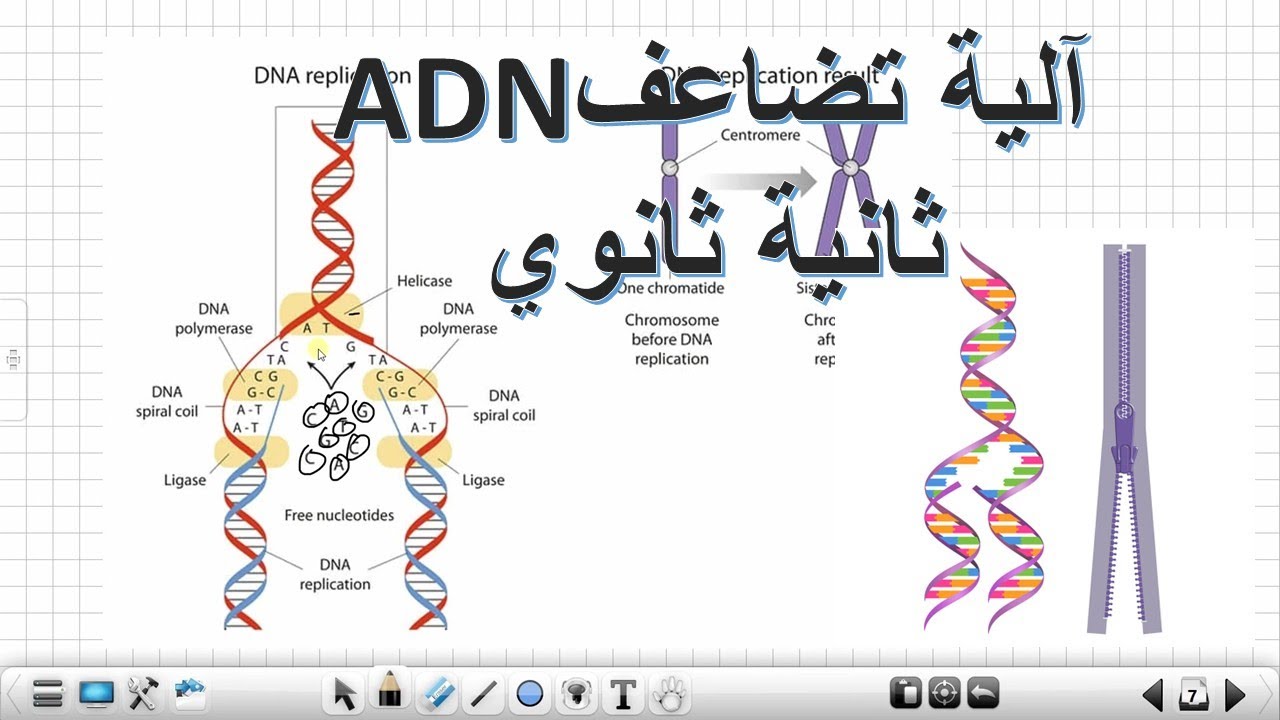 آلية تضاعف ال ADNعلوم طبيعية ثانية ثانوي
