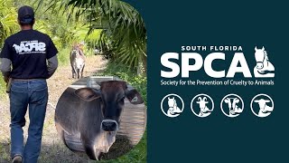 South Florida SPCA - Brahma Cow Rescue [April 2024]