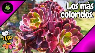 Le llegó la hora a algunos AEONIUMS del jardín y otras plantitas atravesadas... 🌱❤️🐝