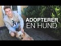 VI ADOPTERER EN GADEHUND