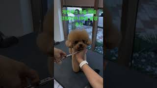 나보다 이쁜 크림푸들 있어?#dog #poodle #개벤져스 #크림푸들 #이쁜강아지 #푸들브리더