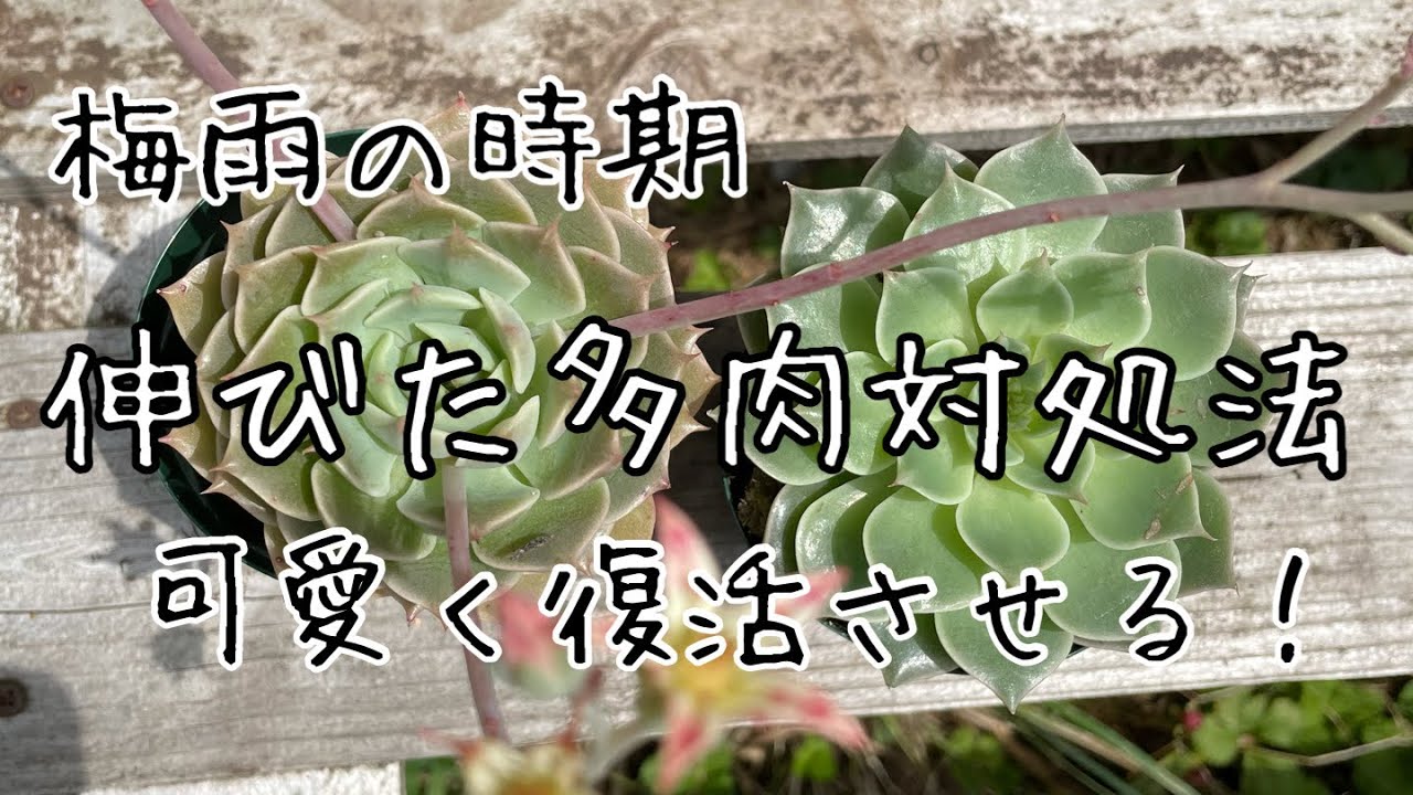 多肉植物 徒長多肉の仕立て直し 育て方 Portobellomarket多肉チャンネル