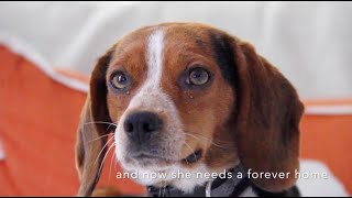 *Adopted! - Cricket the Copper Pocket Beagle Needs a Forever Home! by cute adoptable cat and dog videos 261 views 3 years ago 1 minute, 12 seconds