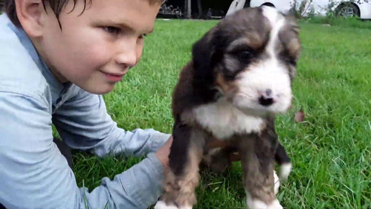 sable bernedoodle puppies