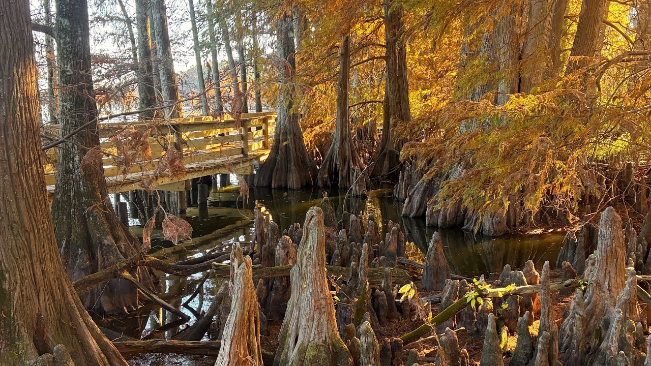 Fishing Reelfoot Lake Without a Boat - Fishing on Foot Destinations