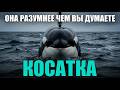 Косатка: самый разумный хищник океана — и почему он не трогает нас