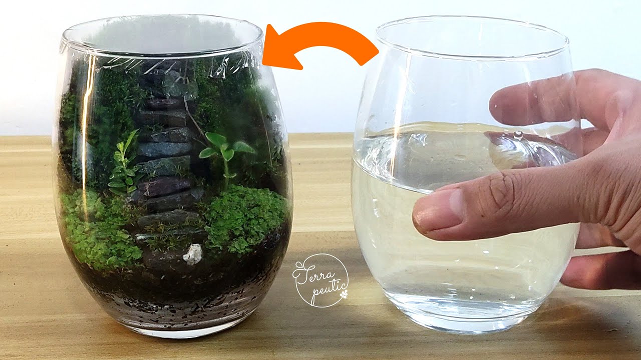 I turned my drinking glass into a Terrarium - 5 minutes video  1/2