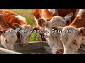 I came looking for a water tank - Tamil Karaoke With Tamil Lyrics