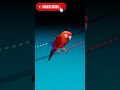 Birds | How to shoch electric current | करंट कैसे मरता है | electric current science fact video |