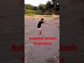 #workout #training #viralvideo #shorts