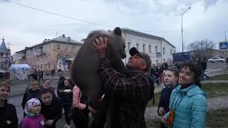 &quot;Медведи-гиганты&quot; в Соликамске
