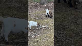 🐐 En Etxarri Aranaz!!! #cabras #cabritos #Etxarriaranaz #navarra #naturaleza