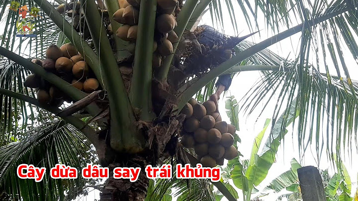 Cây dừa dâu nhà anh Toàn say trái khủng, hái 2 buồng mà quá trời trái, trái nhỏ nhưng nước ngọt ngây