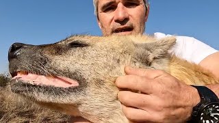 Hyenas - Hunters Or Scavengers? | The Lion Whisperer