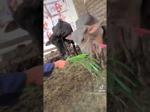 وحشتيني يا كوته