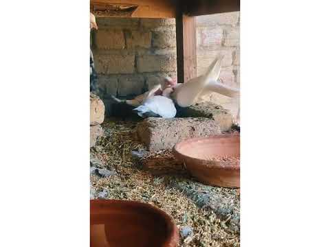 My Bread Jora Foryou