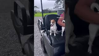 Gangster Jack Russet