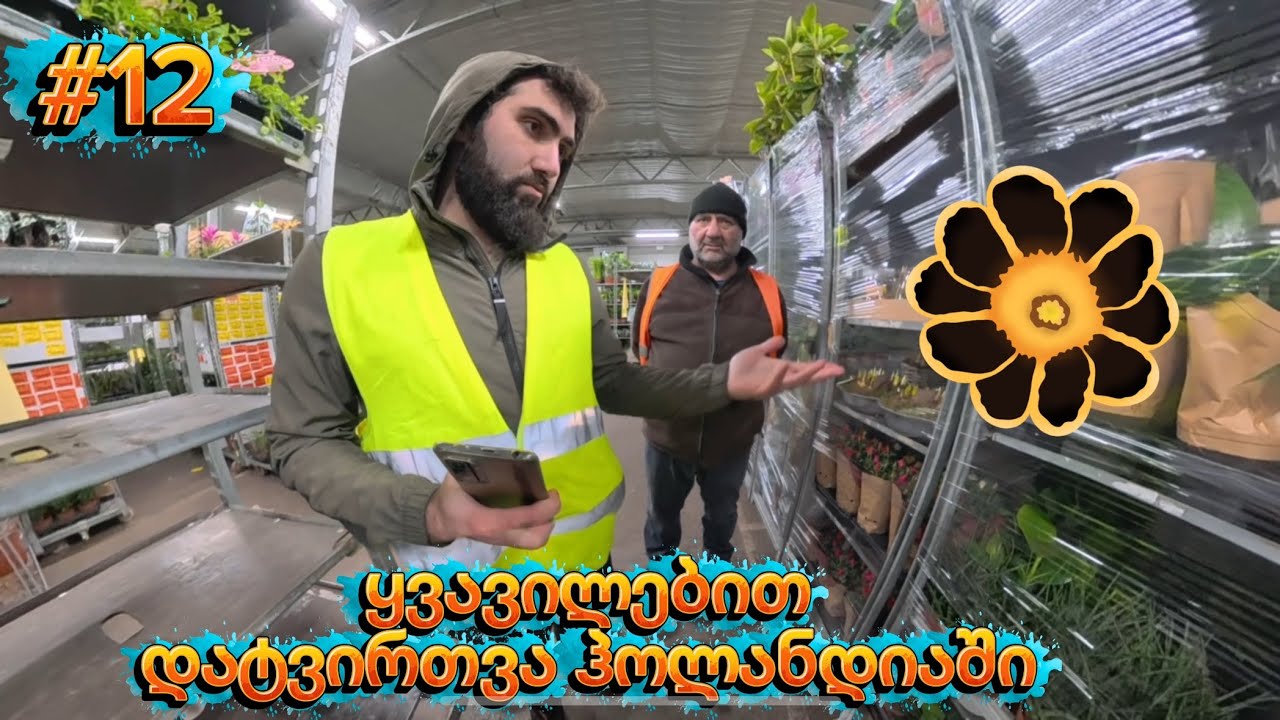 ყვავილებით ტრაილერის დატვირთვა ჰოლანდიაში 🌹🌸🌺💐🪷🌷🌼 #ფორიუზე #ევროპა 