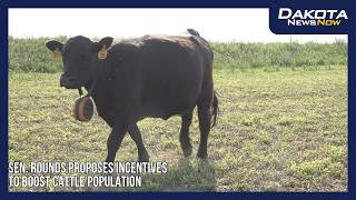 Sen. Rounds proposes incentives to boost cattle population