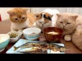 干物を焼いた結果、猫がたくさん集まってくる