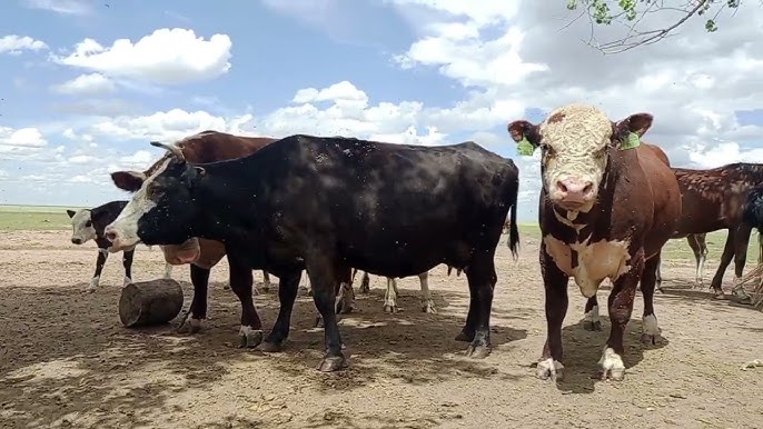 Жапон қыздары фотосуреттерінде кискаларын көрсетеді. Формадағы қызылбастар