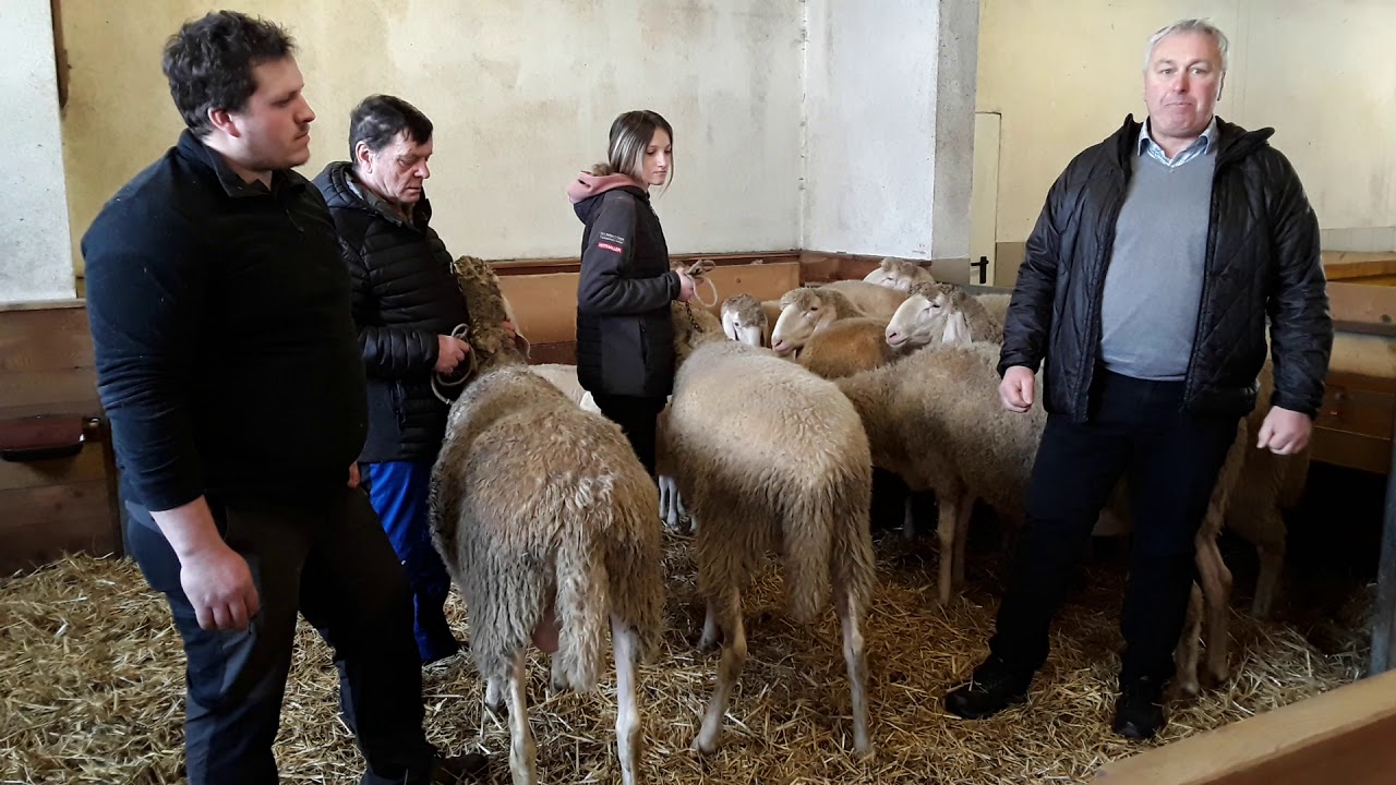 Rassenvorstellung Tiroler Bergschaf