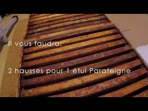 PARATEIGNE APIFORME - VIDÉO