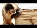 Bandar Chor - Monkey Thief - Funny Video | Comedy Video From My Phone