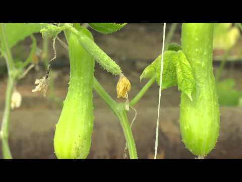 აგრო რჩევები | ანონსი