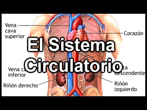 Vídeo: Sistema Circulatorio: Función, órganos, Enfermedades