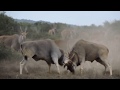 Battle of Titans: Massive Eland Fight