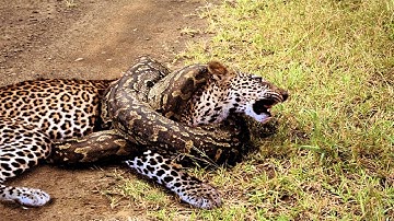 Leopard vs big Python deadly fight snake real fight-Leopards wild big battle