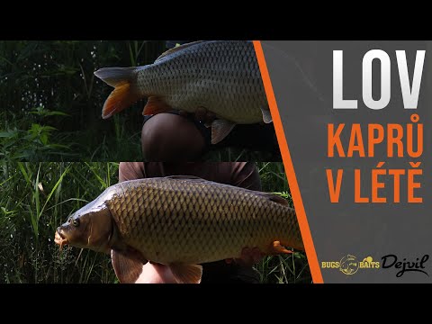 Video: Jak Lovit V Létě