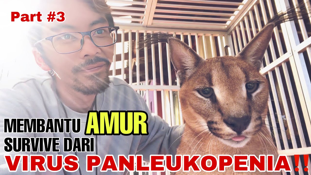 CARA MEMBANTU KUCING BERTAHAN DARI VIRUS PANLEUKOPENIA‼️ | AMUR SURVIVE