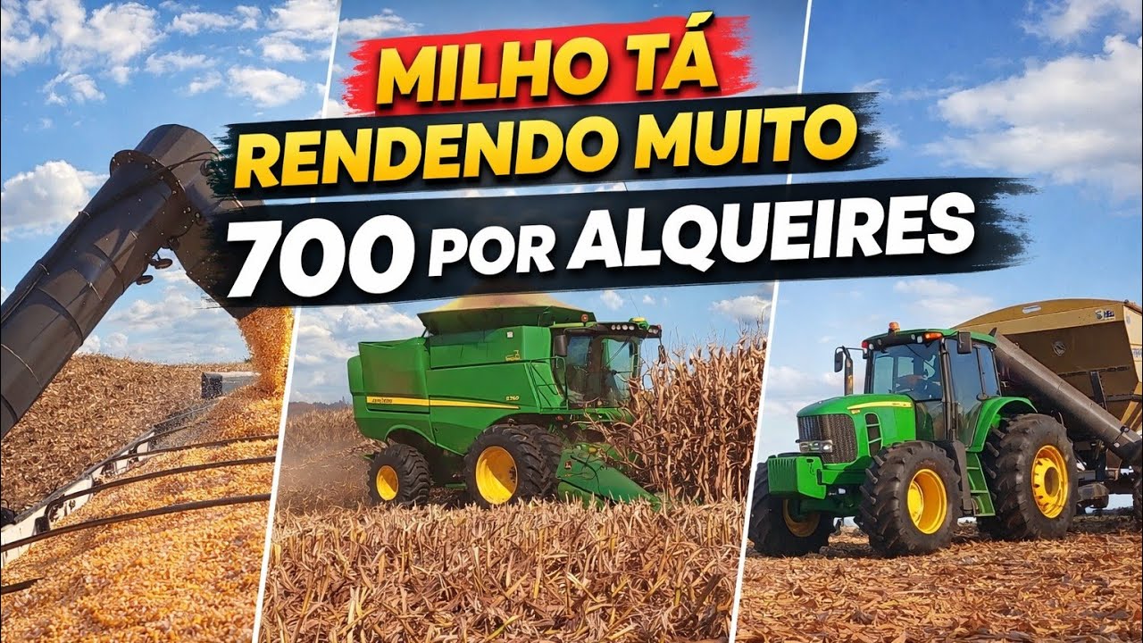 Esse e o ano do milho tá rendendo muito       600 + 700 por alqueires 