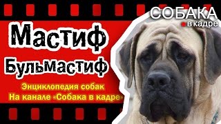 Мастиф,Бульмастиф. Энциклопедия собак.
