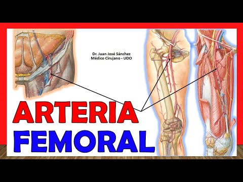 Vídeo: Anatomía, Ubicación Y Función De La Arteria Femoral - Mapas Corporales