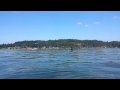 Large Male Orca Swims AT & UNDER our KAYAK!