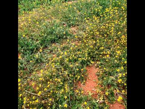 يابو عبدالله نزلنا وسط فيضه 