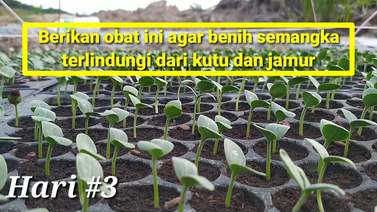 Cara perawatan benih semangka Hari #3