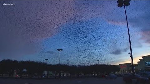 Purple martins flock before migration