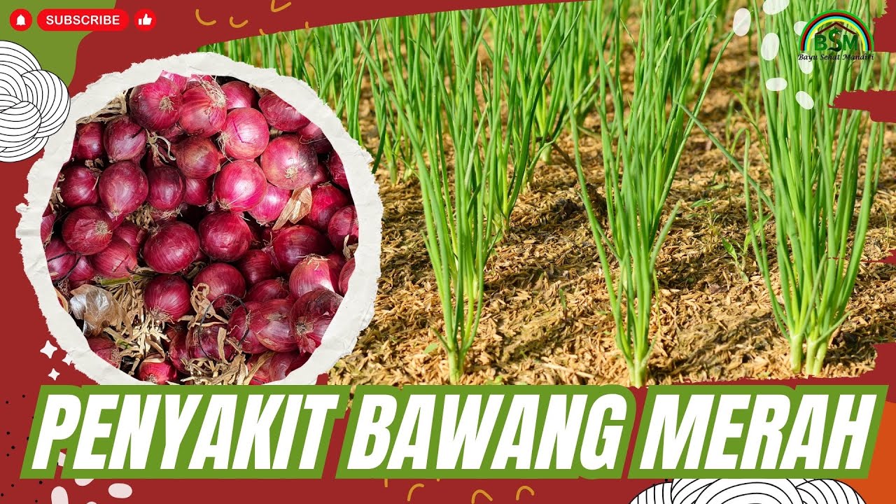 MENGATASI HAMA PADA BAWANG MERAH #bayudiningrat  #bayusehatmandiri #pertanian