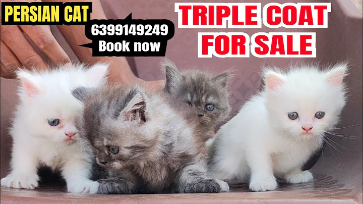 Watch the video about 😚You have never seen such a White Persian Cat before | Triple Coat Beauty For Sale #cat #persiancat