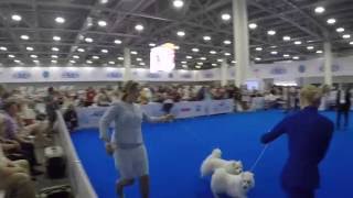 World Dog Show 2016  Japanese Spitz