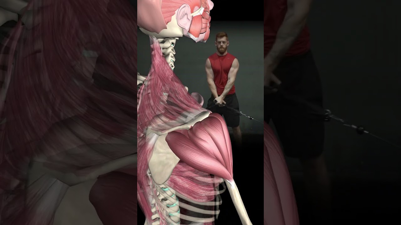 ⁣The Deltoid muscle in 3D :) #shorts #fitness #workout