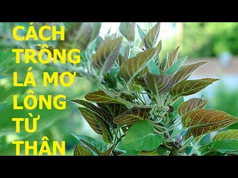 Video Cách trồng cây mơ lông trong thùng xốp từ thân đơn... - youtube